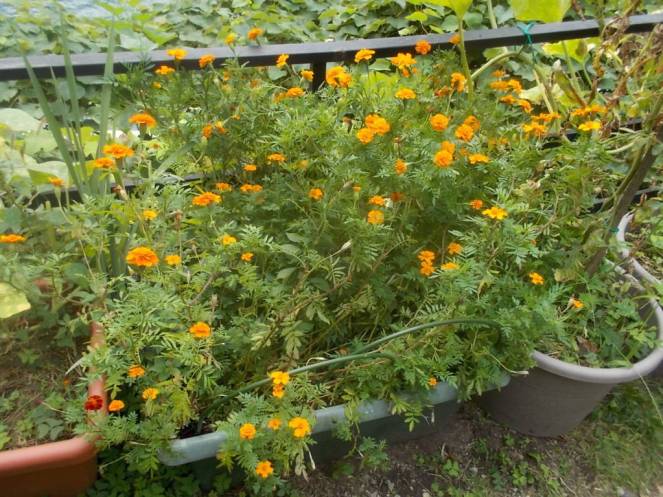 DSCN0891 (FILEminimizer)