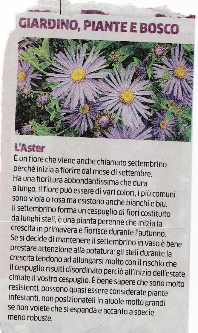 aster3577