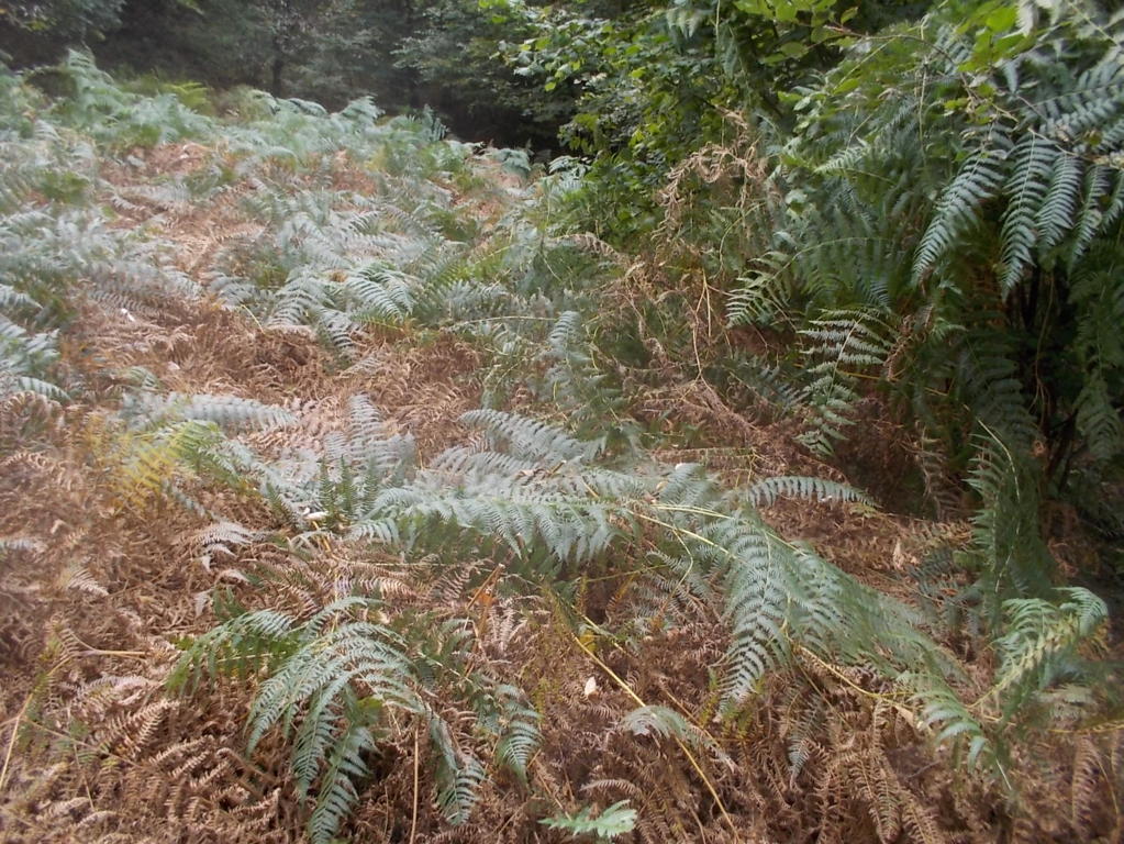 DSCN0935 (FILEminimizer)