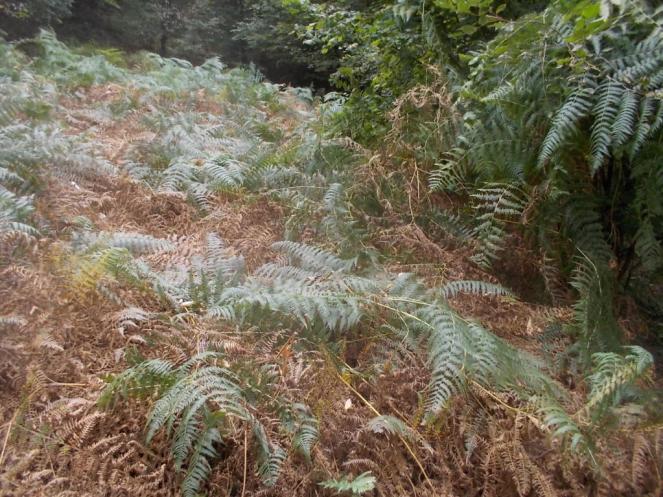 DSCN0935 (FILEminimizer)