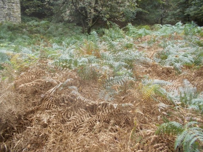 DSCN0936 (FILEminimizer)