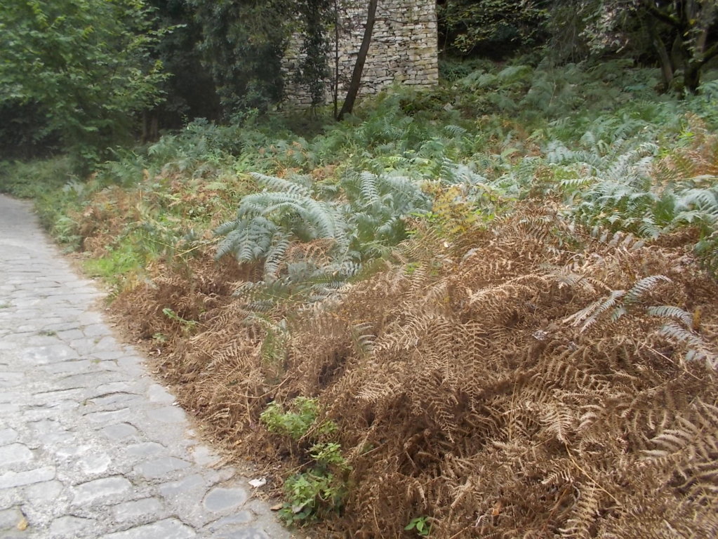 DSCN0937 (FILEminimizer)