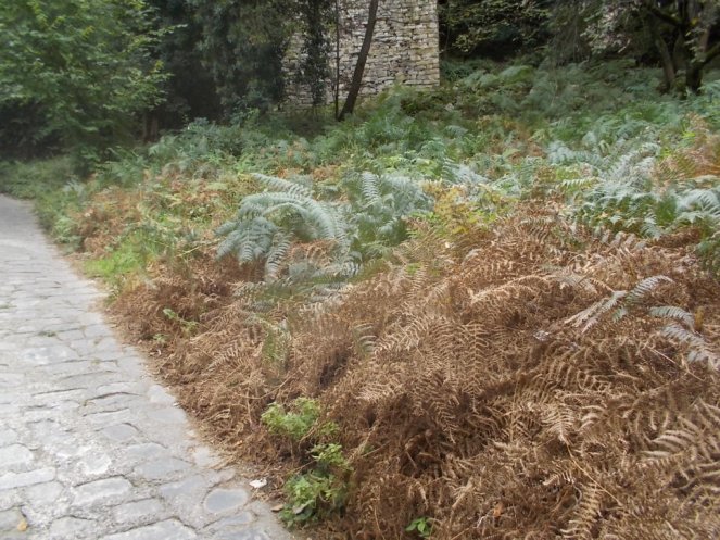 DSCN0937 (FILEminimizer)