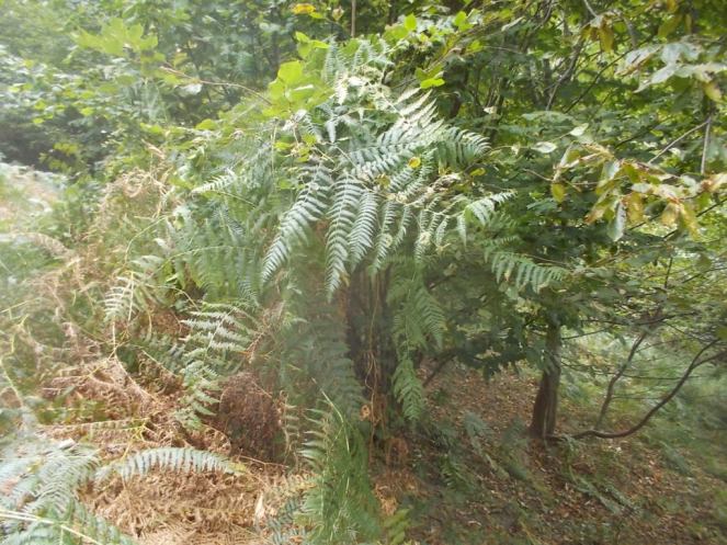 DSCN0939 (FILEminimizer)