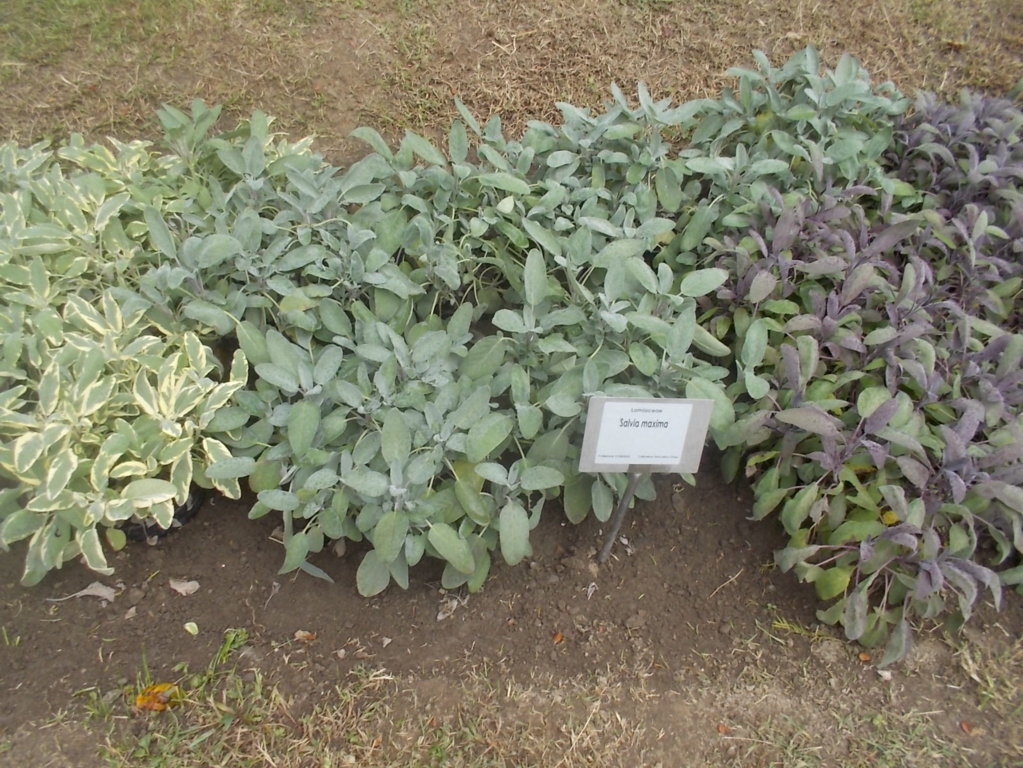 DSCN0942 (FILEminimizer)