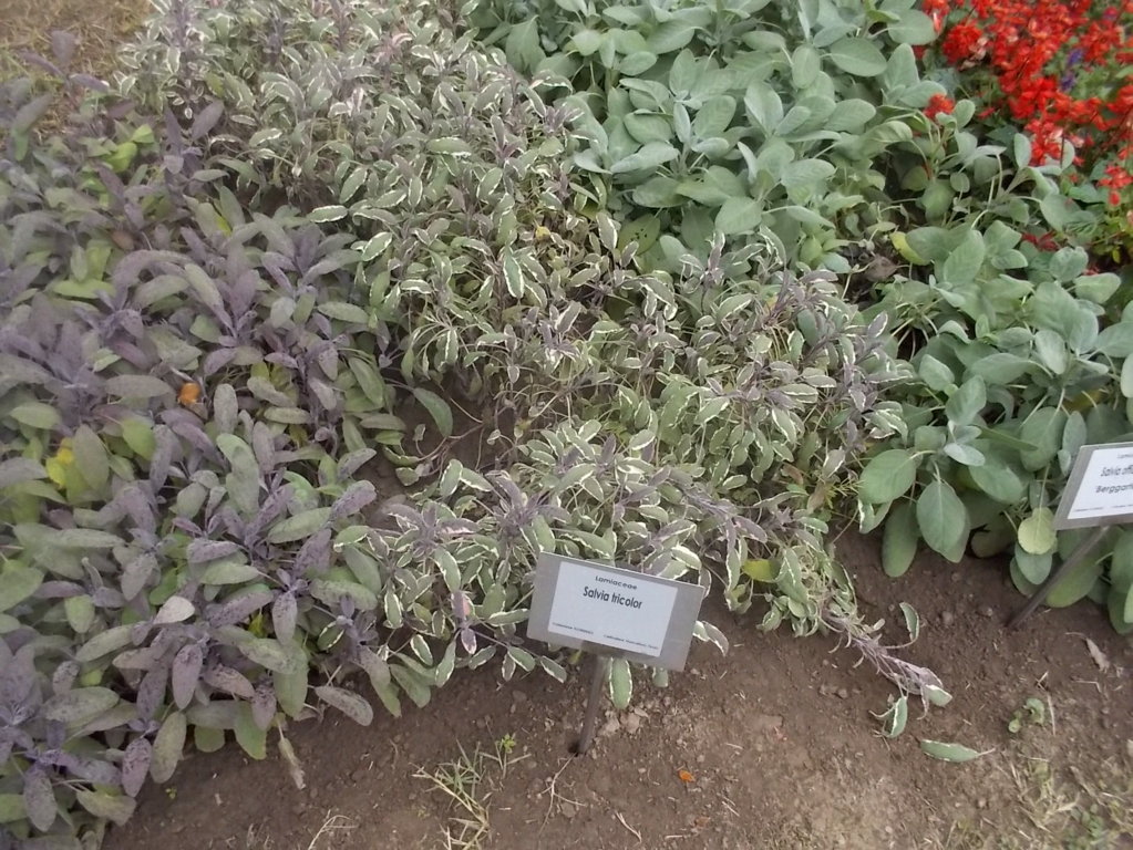 DSCN0944 (FILEminimizer)