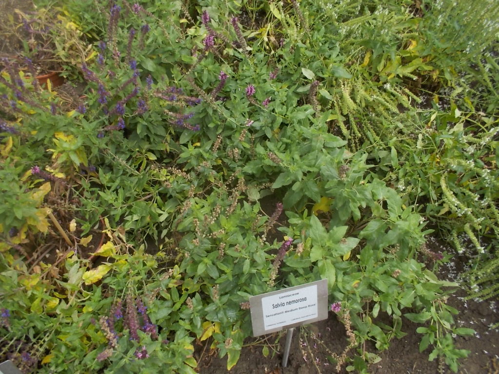 DSCN0948 (FILEminimizer)