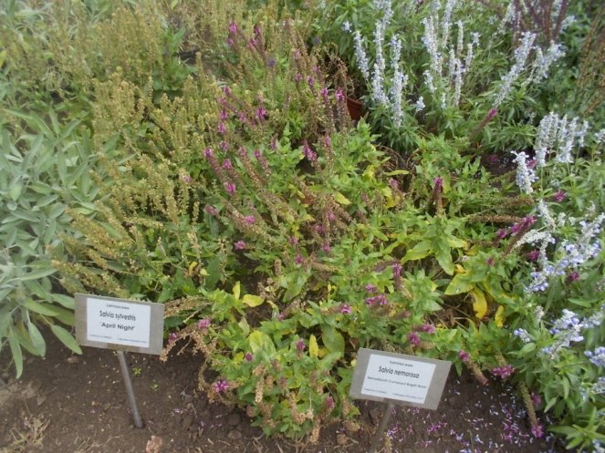 DSCN0950 (FILEminimizer)