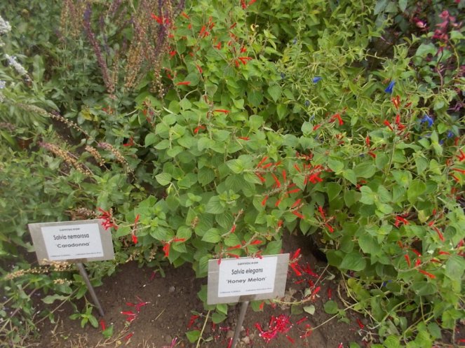 DSCN0952 (FILEminimizer)