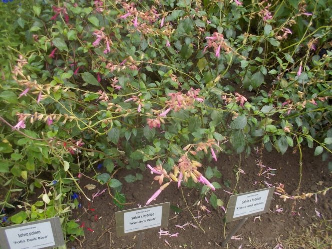 DSCN0953 (FILEminimizer)