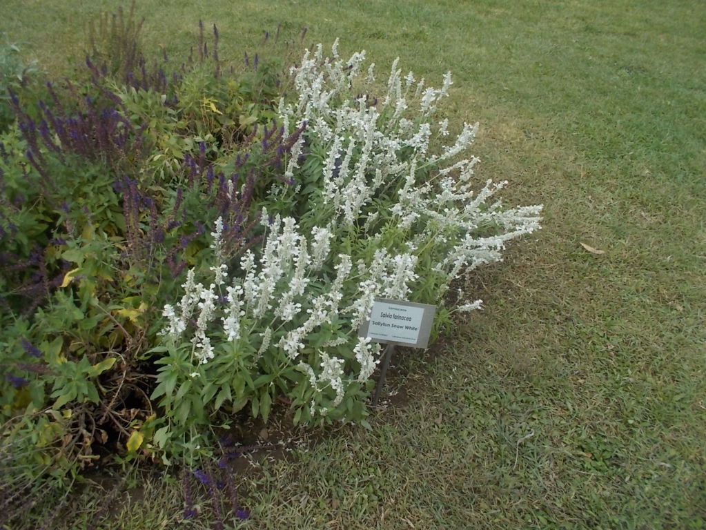 DSCN0964 (FILEminimizer)