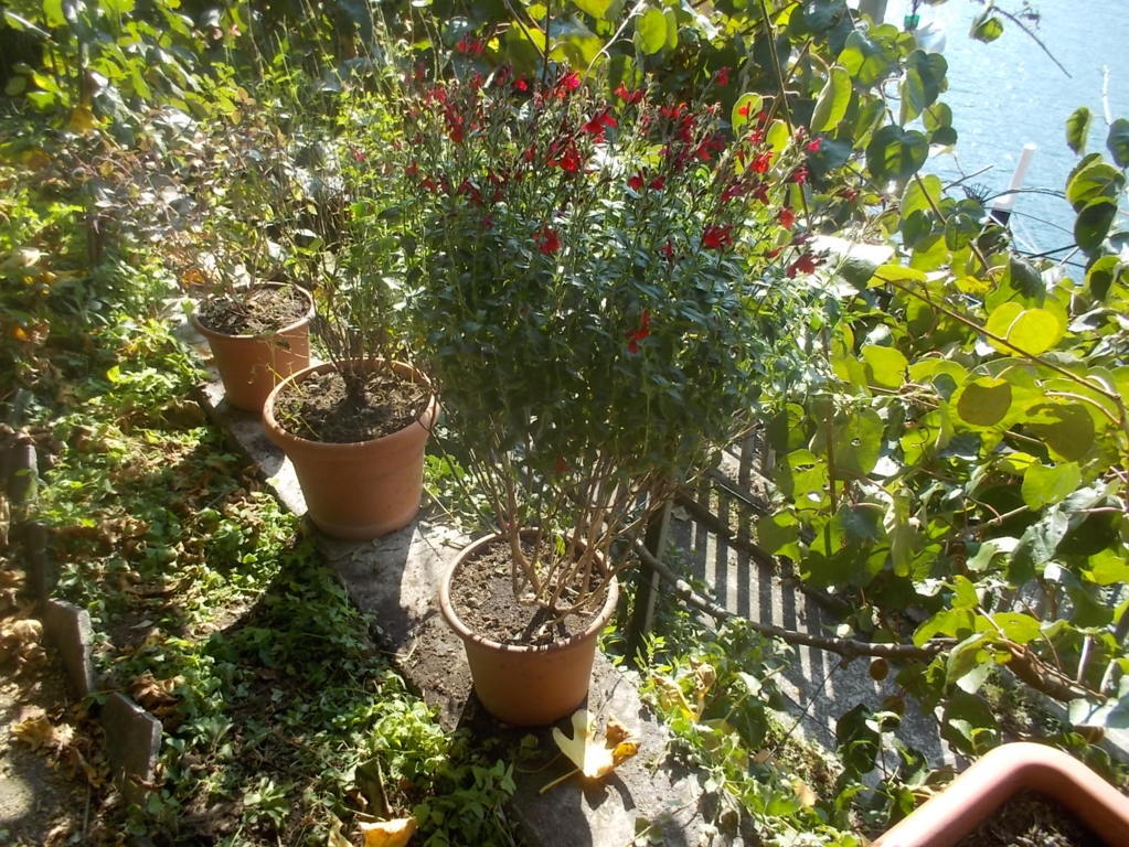 DSCN0981 (FILEminimizer)