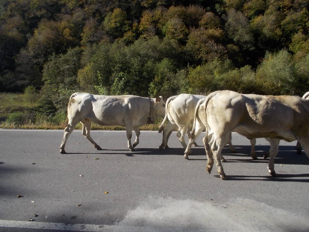 DSCN1050 (FILEminimizer)