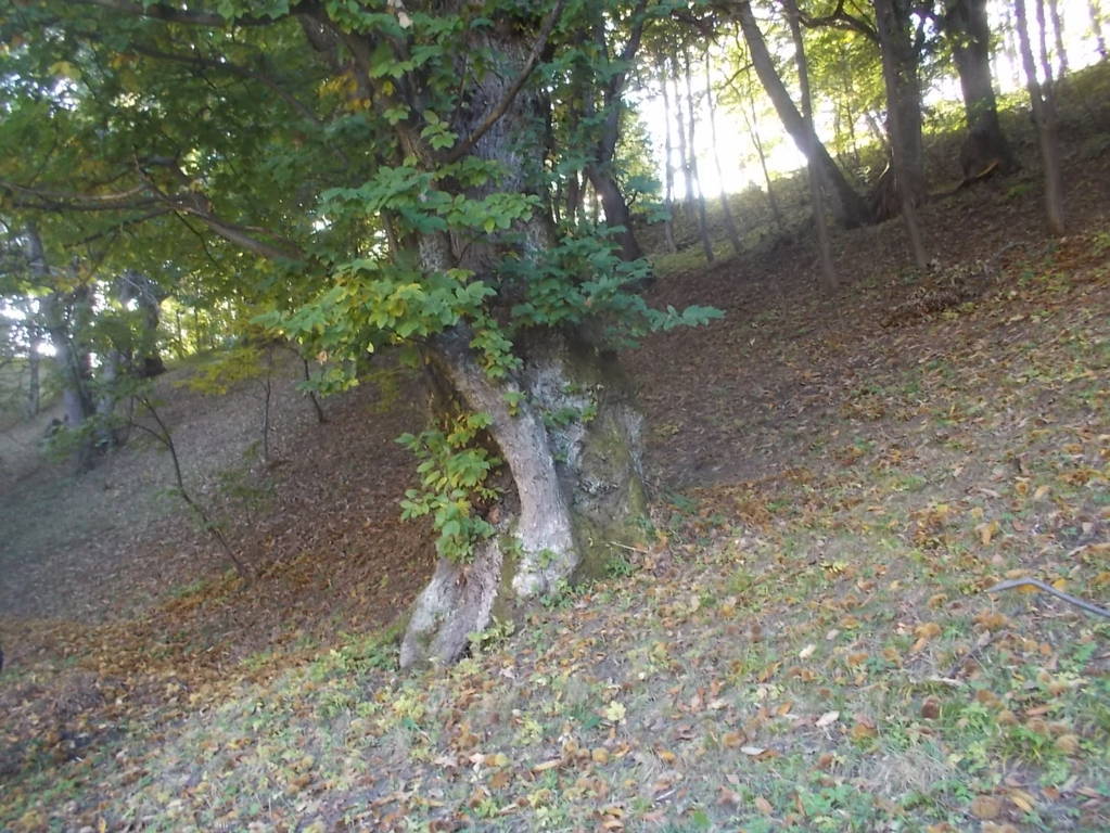 DSCN1063 (FILEminimizer)