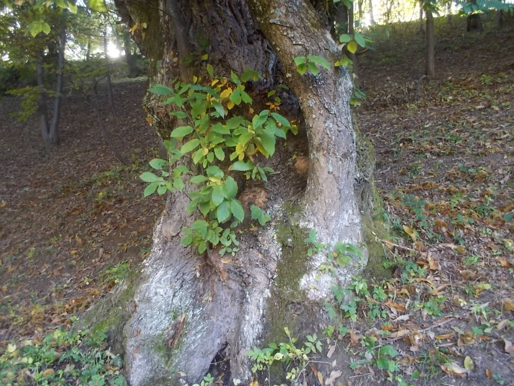 DSCN1064 (FILEminimizer)