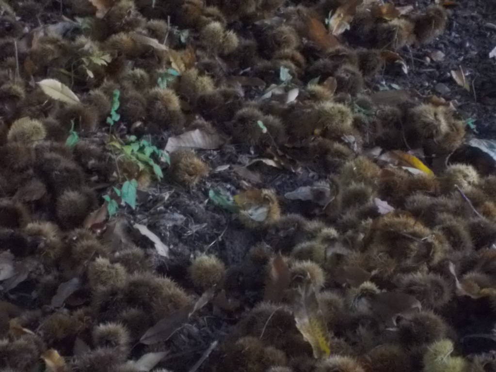 DSCN1066 (FILEminimizer)