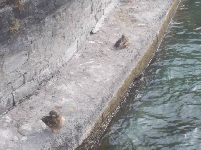 DSCN1075 (FILEminimizer)