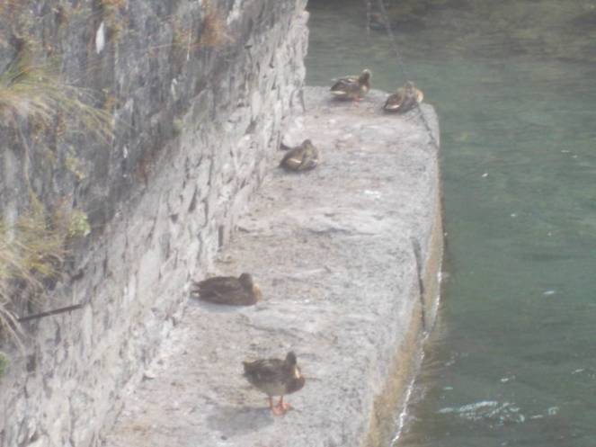 DSCN1077 (FILEminimizer)