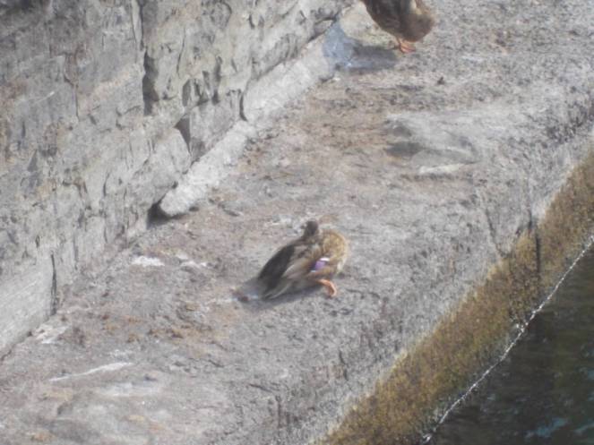 DSCN1079 (FILEminimizer)