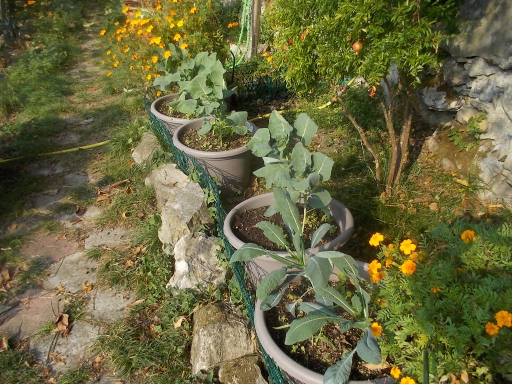 DSCN1149 (FILEminimizer)