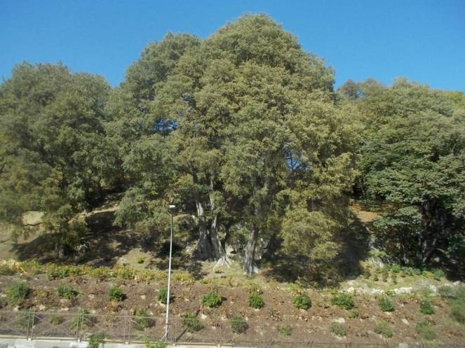 DSCN1171 (FILEminimizer)