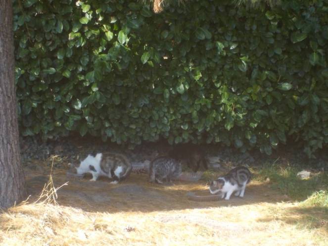 DSCN1174 (FILEminimizer)