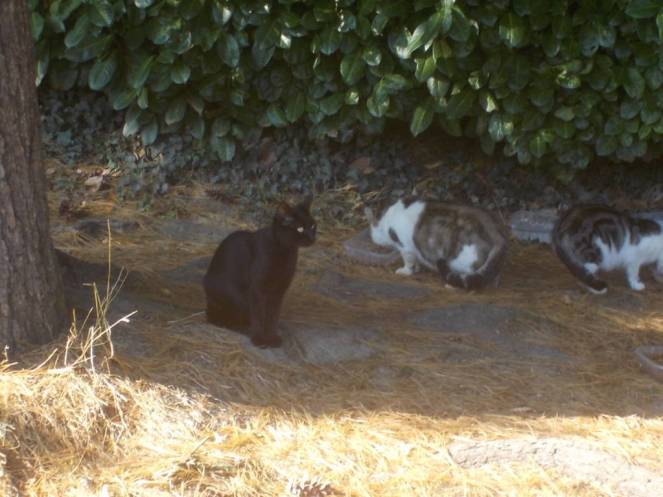 DSCN1180 (FILEminimizer)