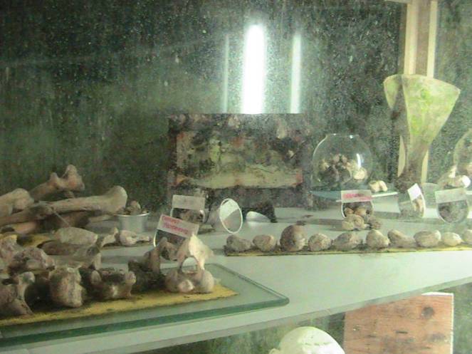 IMG_8667 (FILEminimizer)