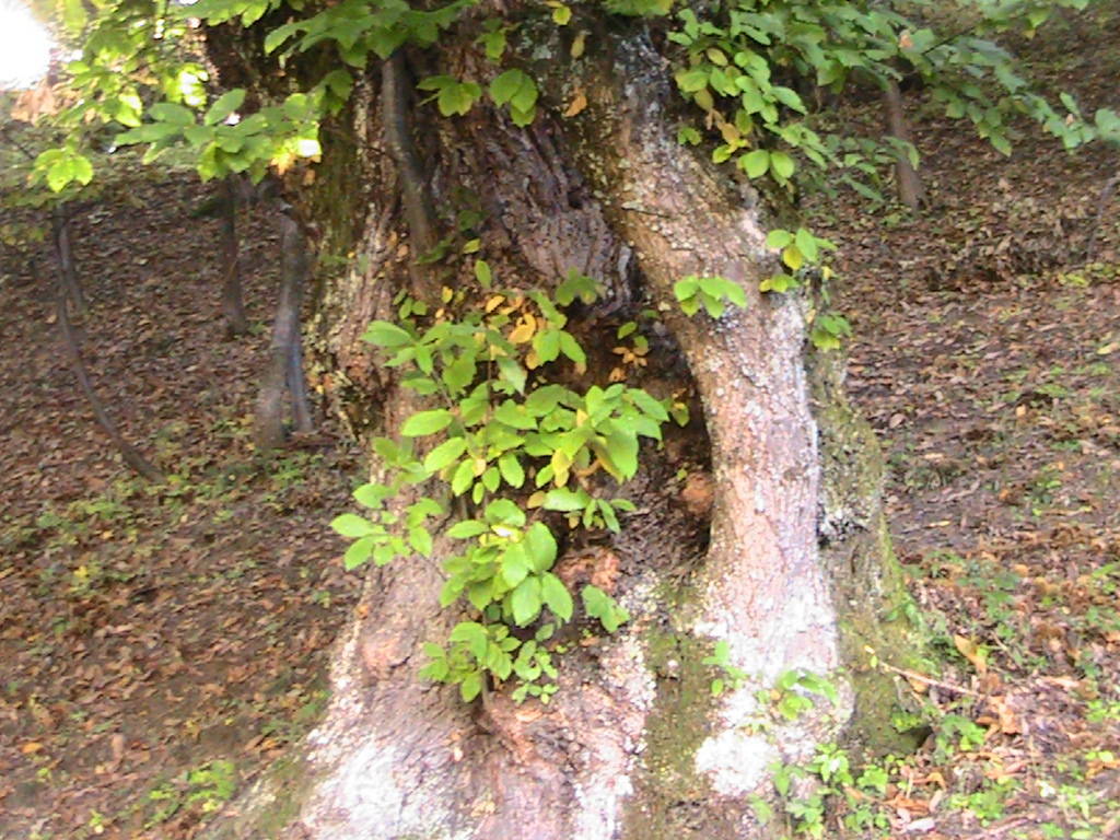 IMG_8689 (FILEminimizer)