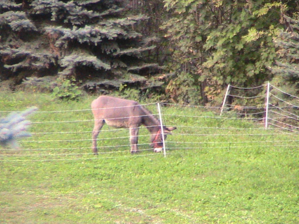 IMG_8732 (FILEminimizer)