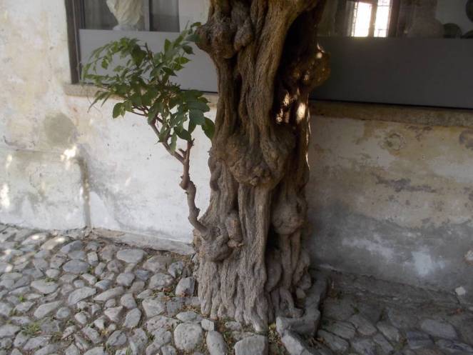 DSCN0627 (FILEminimizer)