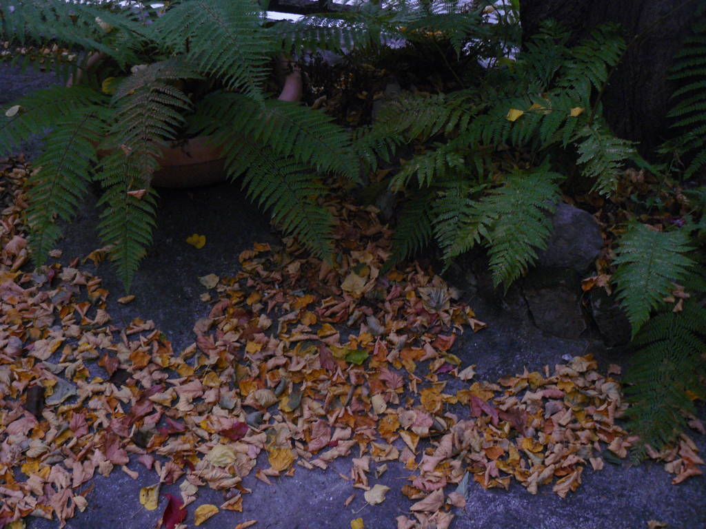 P1040631 (FILEminimizer)