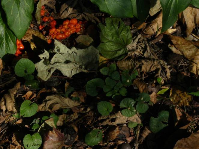 P1040701 (FILEminimizer)