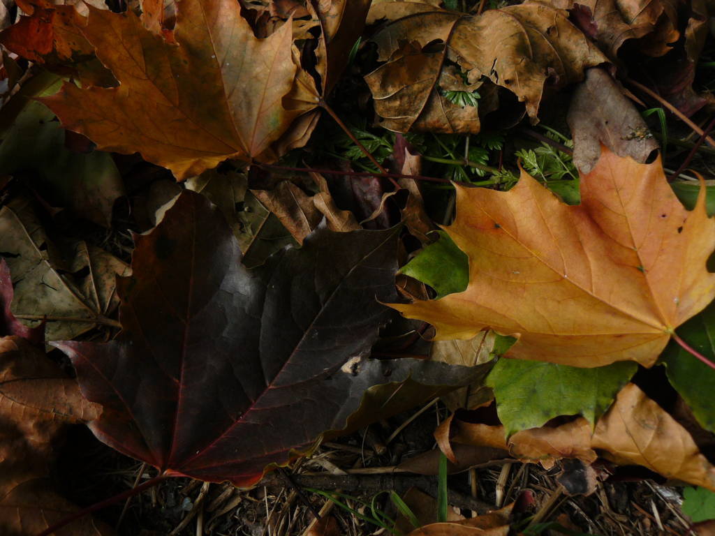 P1040709 (FILEminimizer)