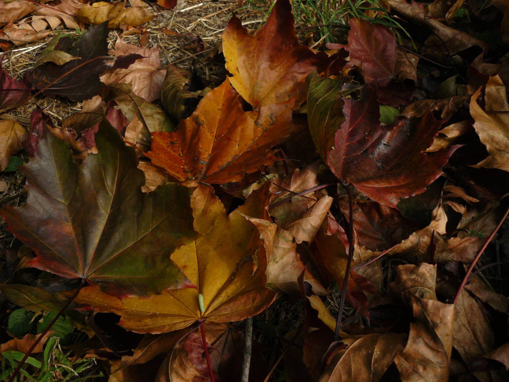 P1040714 (FILEminimizer)