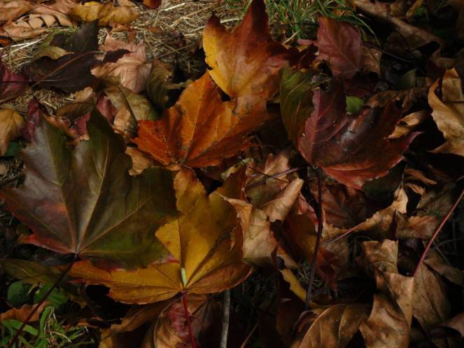 P1040714 (FILEminimizer)