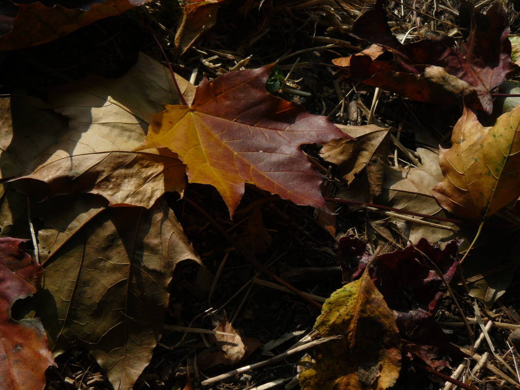 P1040735 (FILEminimizer)