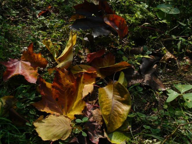 P1040742 (FILEminimizer)