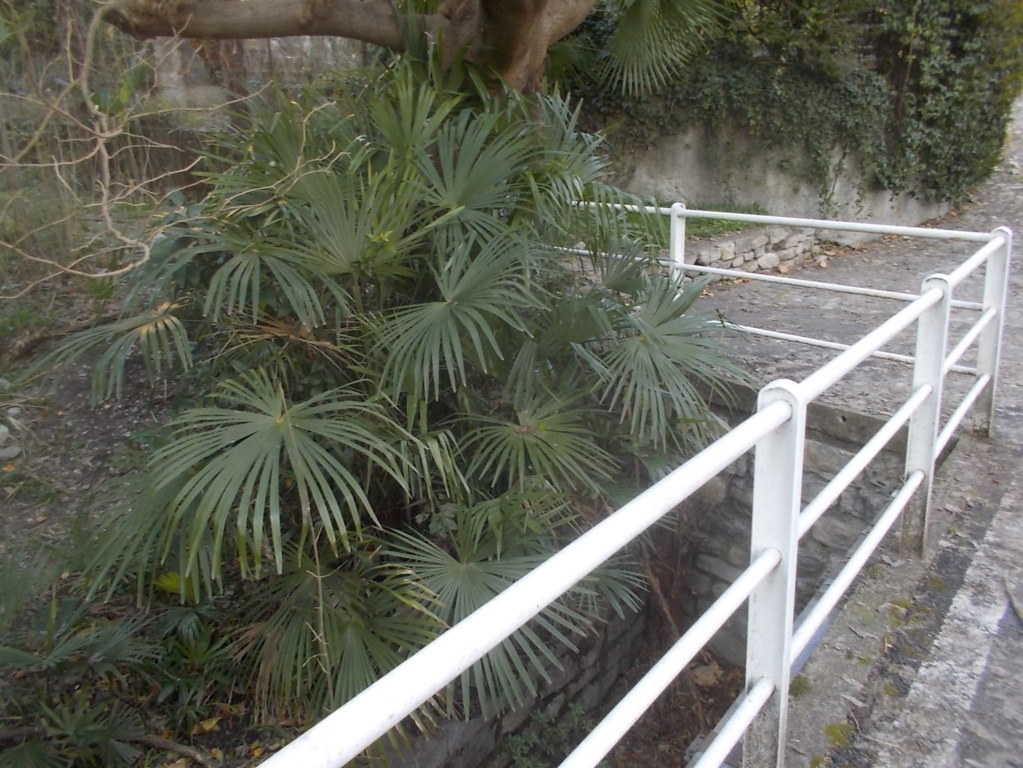 dscn1450 (fileminimizer)