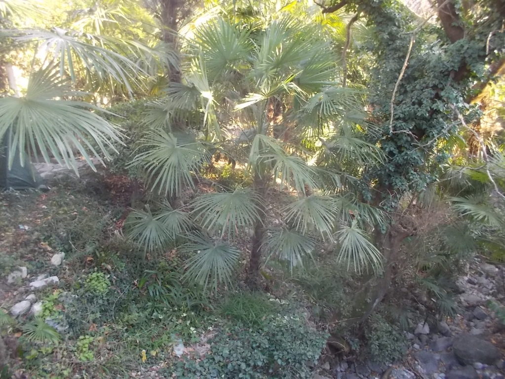 dscn1452 (fileminimizer)