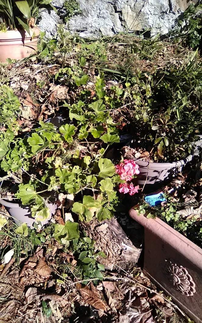 img_20190128_143202 (fileminimizer) (fileminimizer)-min