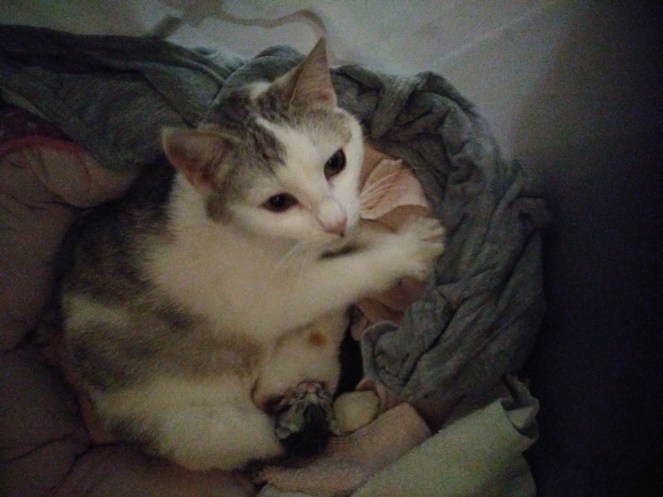 20190228_221312 (FILEminimizer)