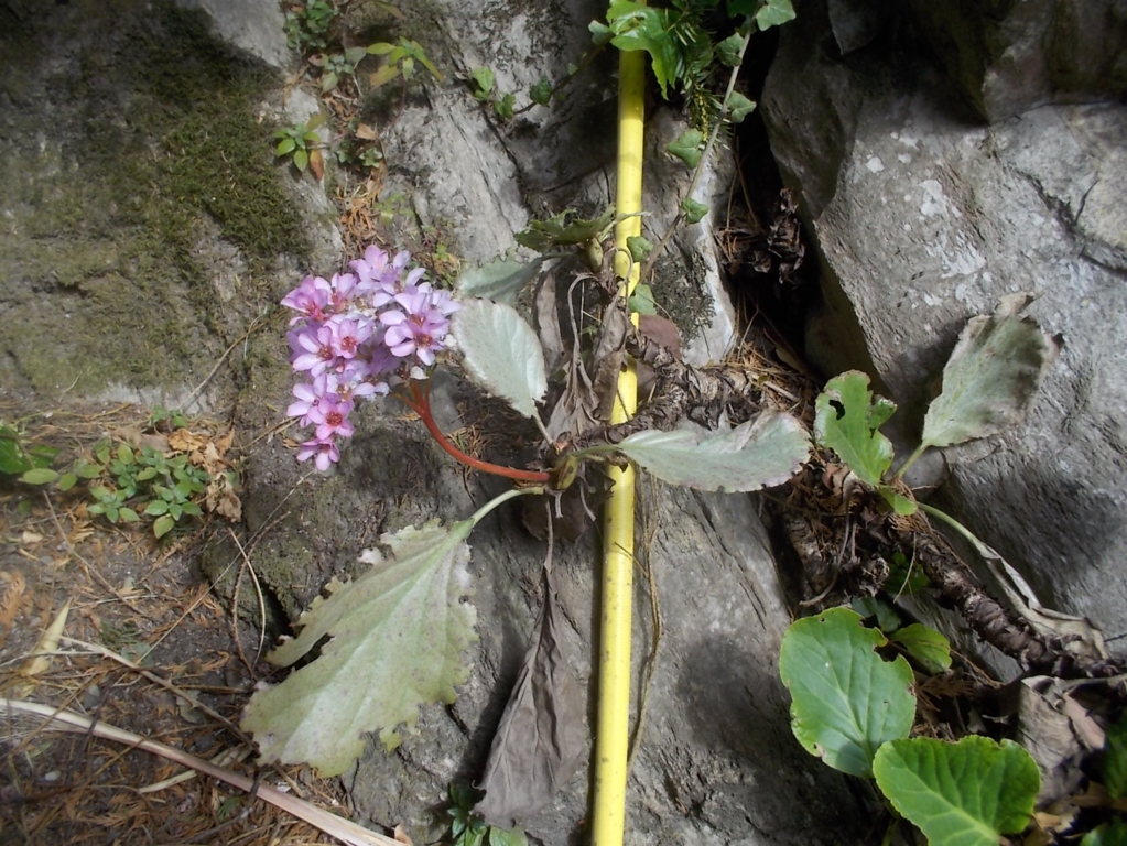 DSCN1513 (FILEminimizer)