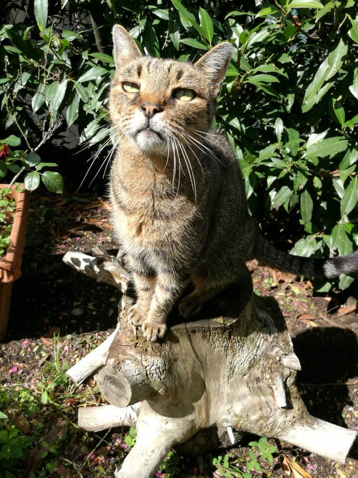 54217390_441923563298868_9120533352804253696_n