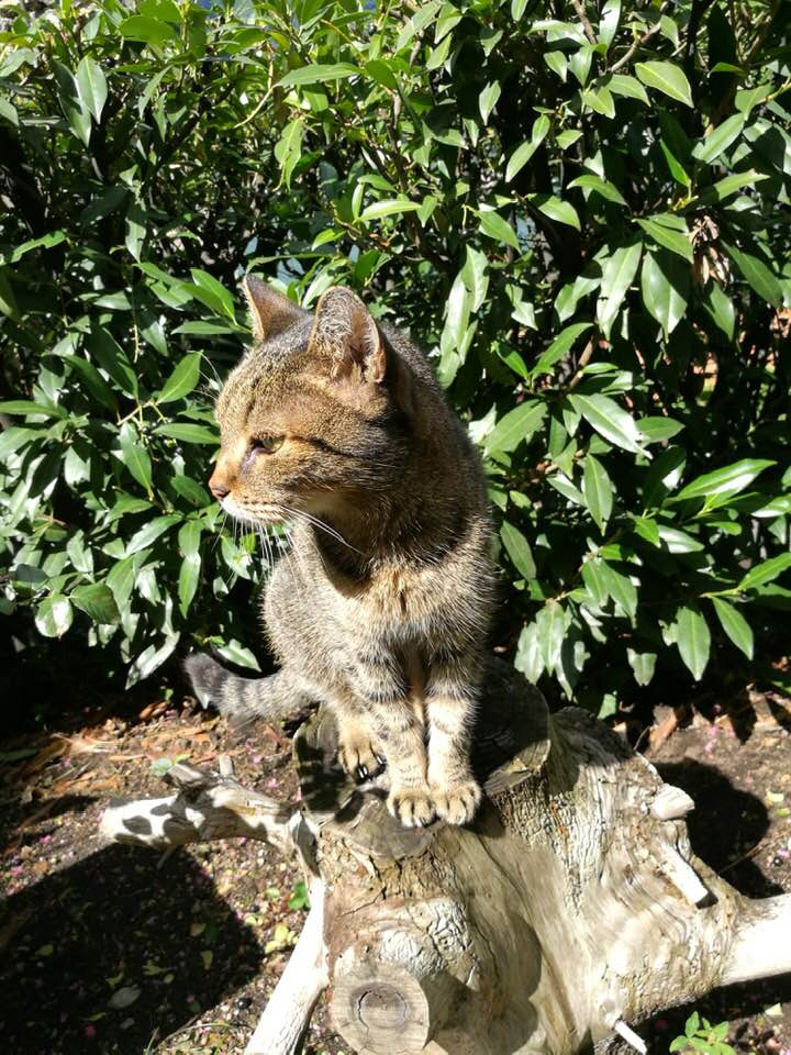 54435208_441923513298873_3379959500390793216_n