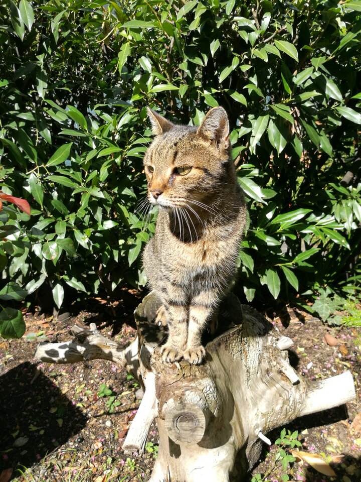 54518632_441923489965542_7501750360646615040_n