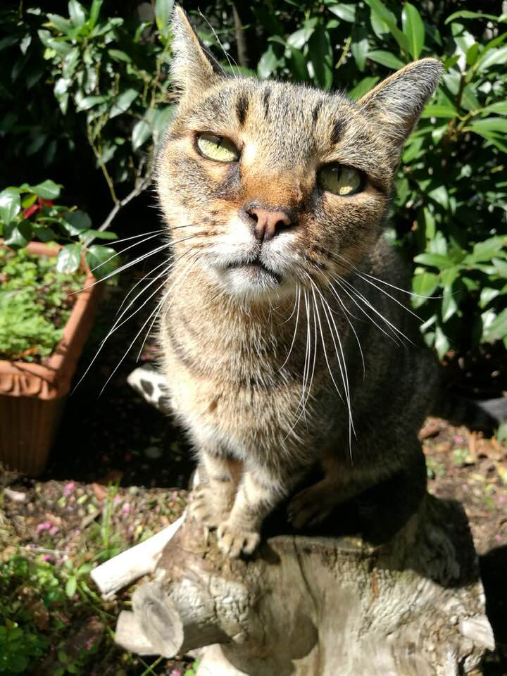 54728476_441923453298879_8708612831970328576_n