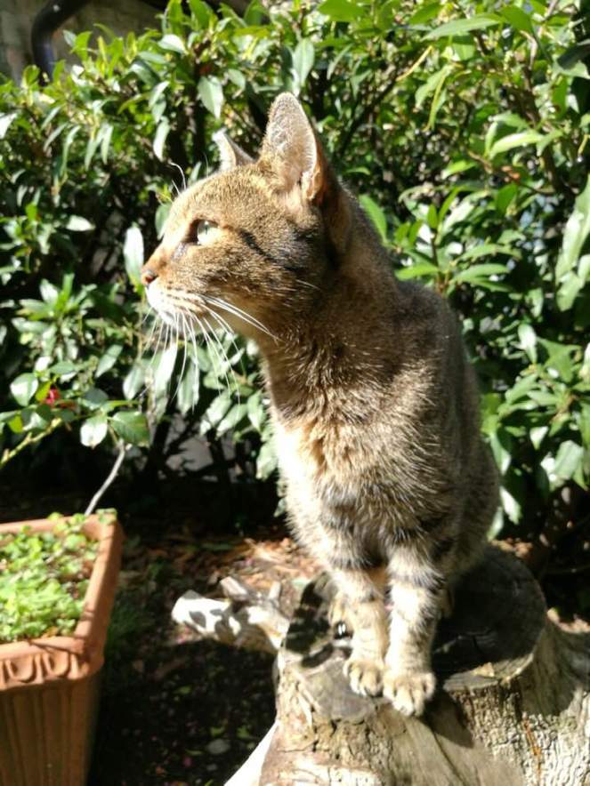 55506855_441923539965537_9087540367519121408_n