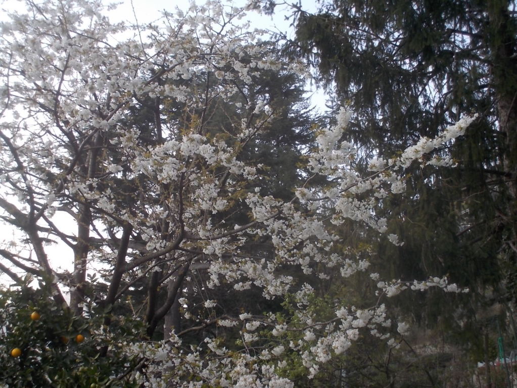 DSCN1597 (FILEminimizer)