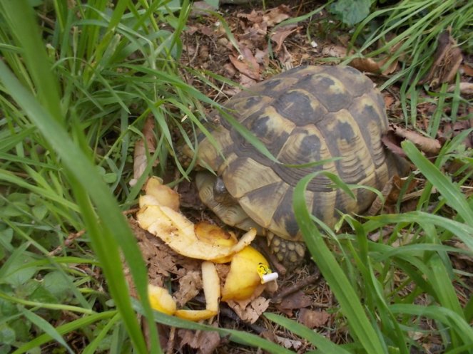 DSCN1631 (FILEminimizer)